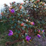 Dwarf Rhododendron