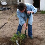 Planting Ben Lomond
