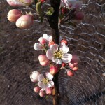 Apple blossom