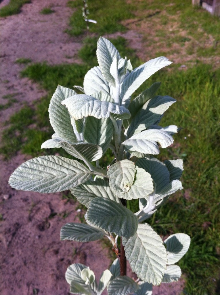 Whitebeam leaves