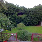 Back garden overshadowed by leylandii