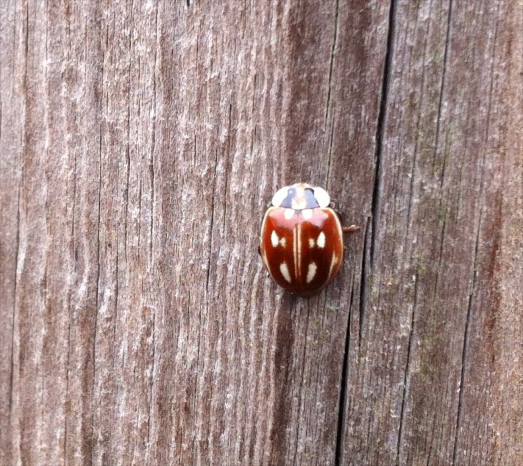 Striped ladybird