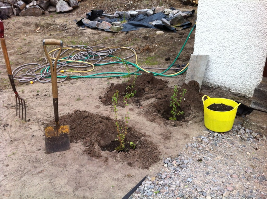 Planting Fuchsia Riccartonii